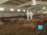 Romania:US pork producer giant causes local farmers problems