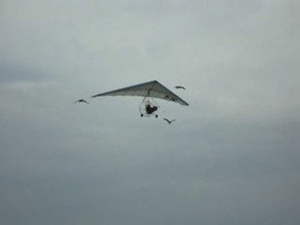 L'ENVOLEE SAUVAGE AU TREPORT