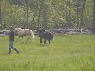 1ère mise à l'herbe