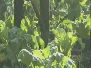 Immigration et chute de Rome