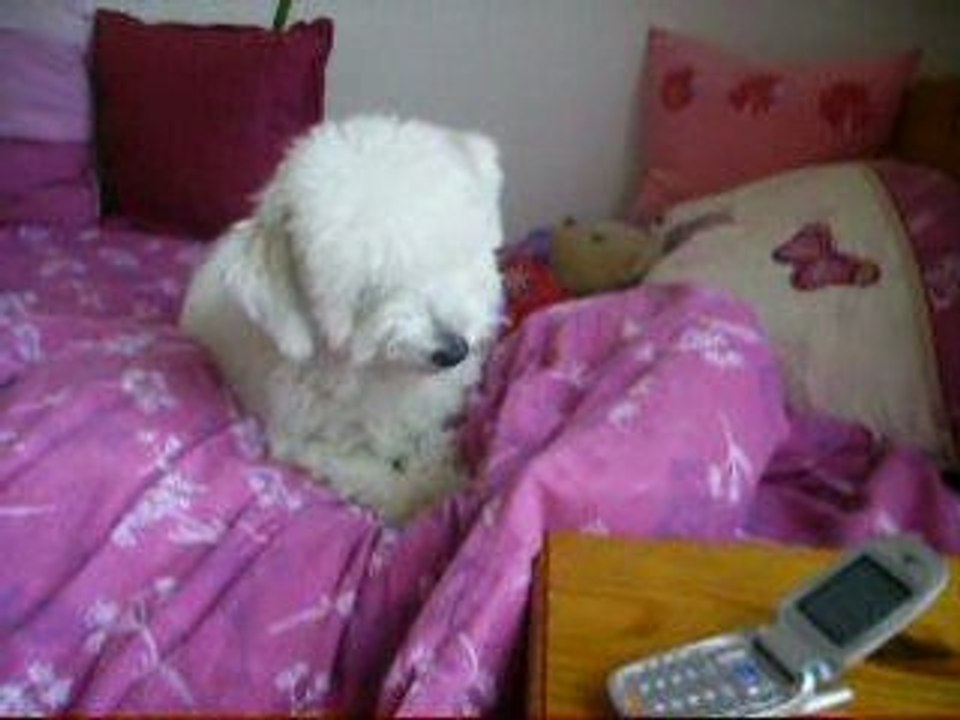 Balou