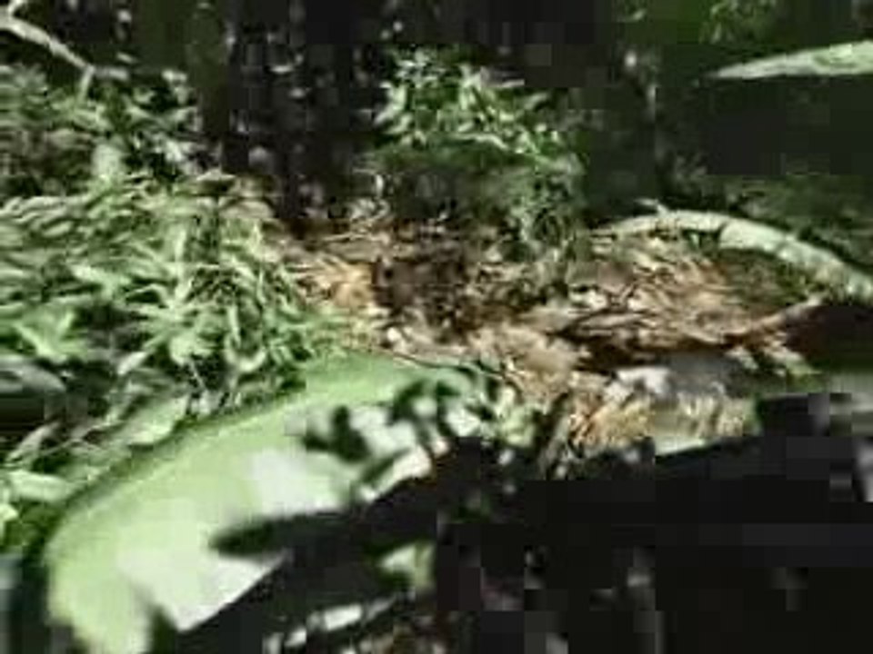 Crysis - effet matrix