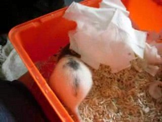 les bibous de Pokje à 1 jours le 27-05-2009