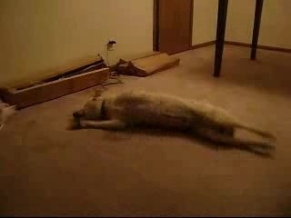 The Sleep Walking Dog - Ο ΕΦΙΑΛΤΗΣ ΤΟΥ ΣΚΥΛΟΥ