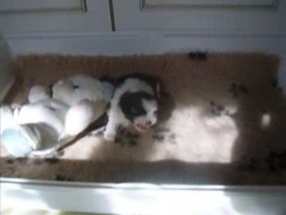 E'GAWA  BEBE DE CHANG TZI ET BAL TAI 2009