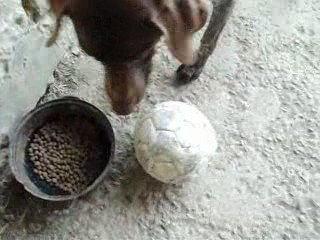 Bartok qui aboie pour manger