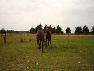 toupain et picos ensemble