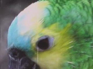 Animal Art by Delinterior Cultural 🖼️