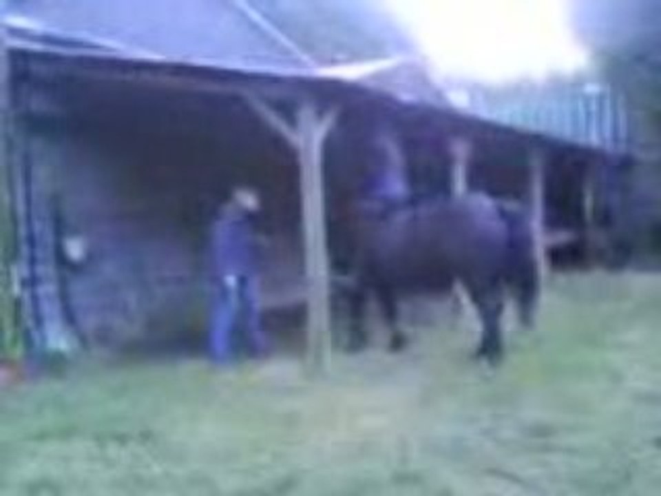 1er galop a cru.