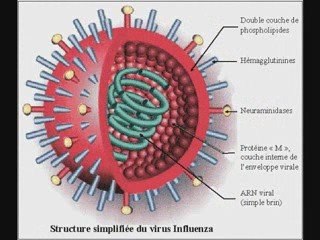 Pandémie et restriction des libertés en France