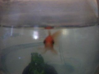 Mon Poisson Rouge: Rukia
