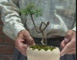 Bonsai Magico - Bunjin - Video 9 - bonsaimagicobunjin.com