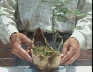 Bonsai Magico - Bunjin - Video 10 - bonsaimagicobunjin.com
