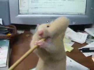 Hamster avec un crayon dans la gueule ! trop marrant !