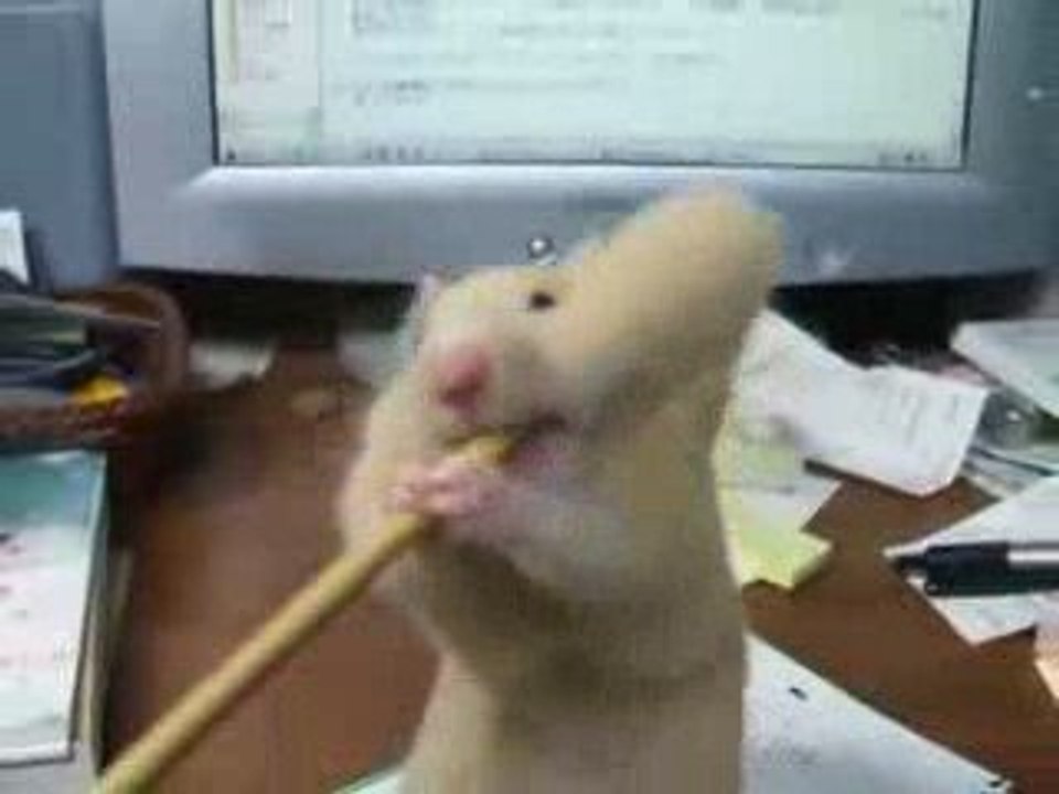 Hamster avec un crayon dans la gueule ! trop marrant !