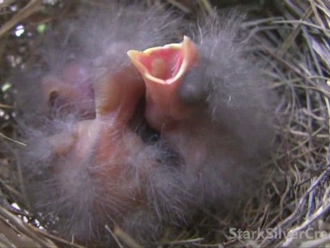 Bird Nest in HD with 3 baby chicks and 1 egg still to hatch