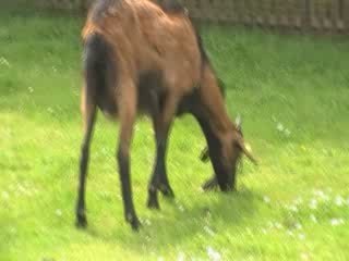 La chèvre est un mouton comme les autres