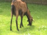 La chèvre est un mouton comme les autres