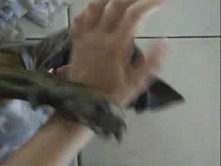 AMSTAFF, Tipi, notre chienne d'amour!