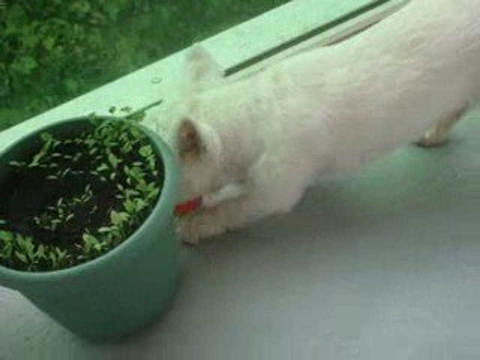oscar sur le balcon