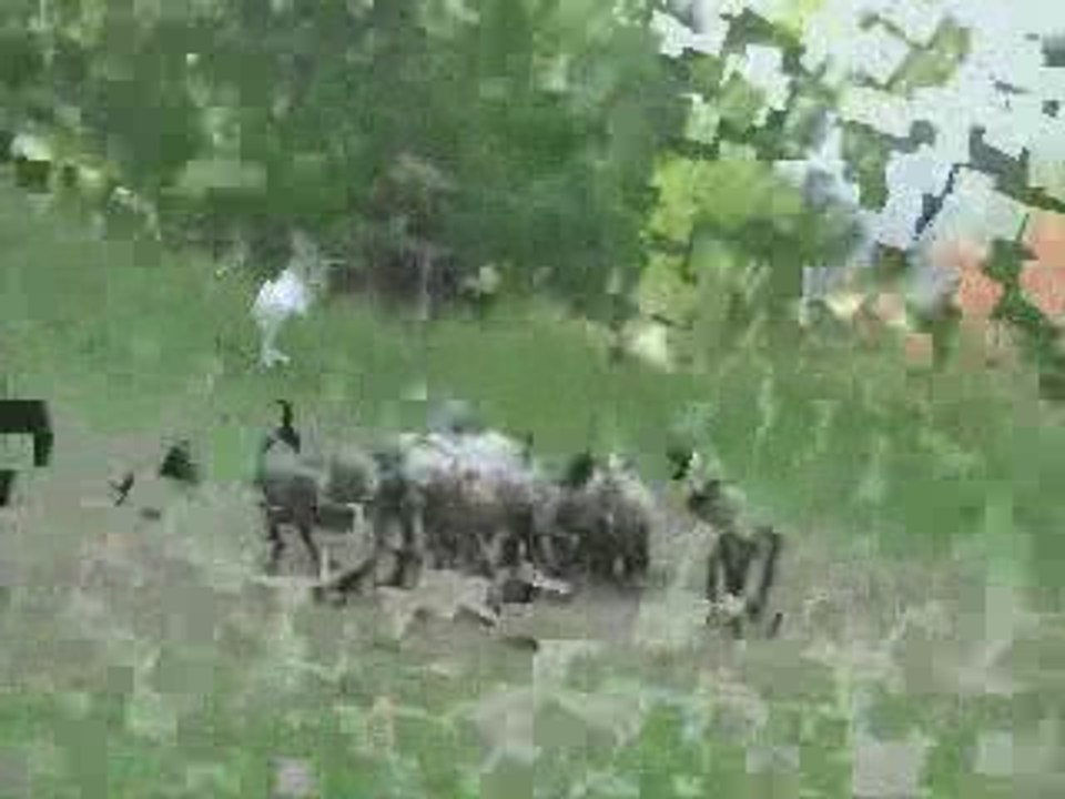 Capone au troupeau le 24 mai 2009 (3e passage)