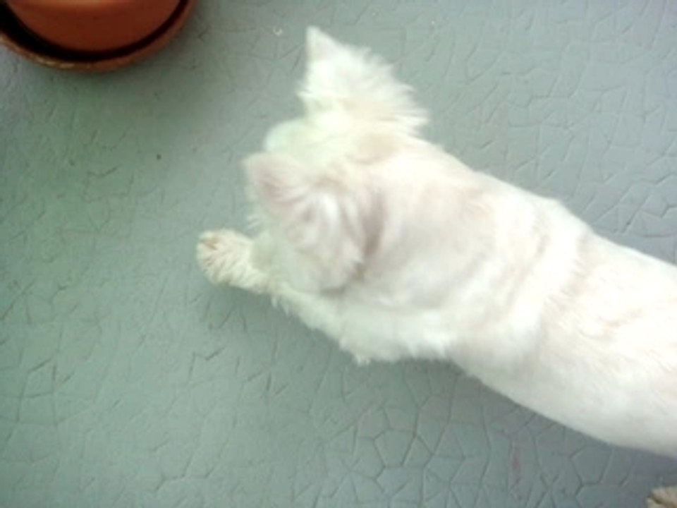 petit lapin oscar