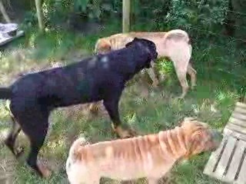 ben cookie et darius