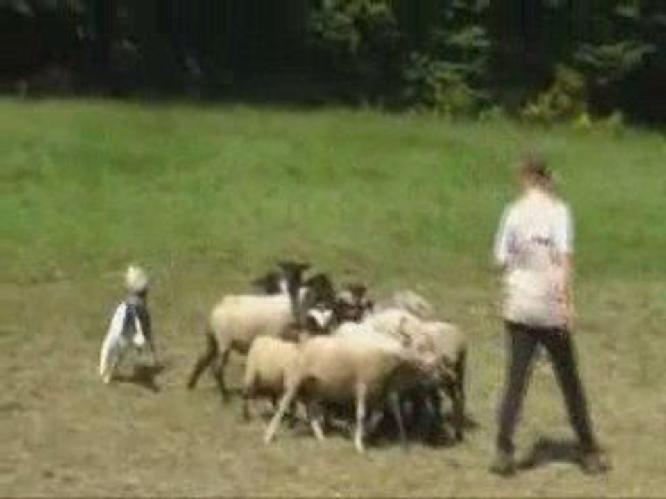 Capone au troupeau le 24 mai 2009 (2e passage)