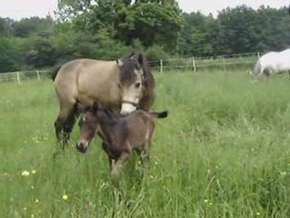 V..... ..... DU BLIN par IMPERIAL DU BLIN et LAVANDE DU SUD