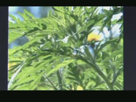 Espèces invasives