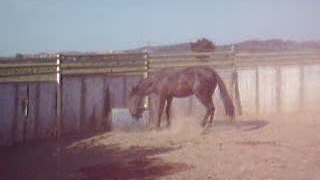 Ce cheval est peut être le prochain Zidane ! A voir absolume