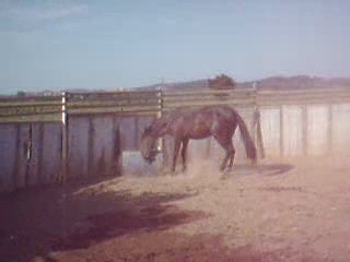 Ce cheval est peut être le prochain Zidane ! A voir absolume