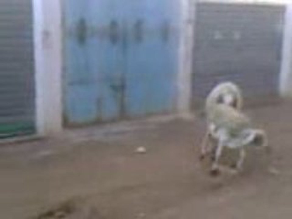 Maroc humour 2009