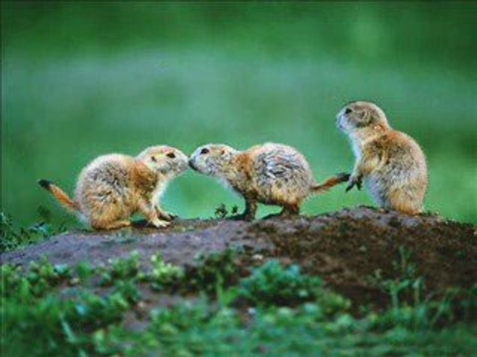 Les amis