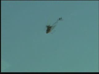 Honey Bee FP direct drive chassis Superkids