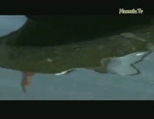 Artur80.Daleka  Droga Daleki Dom..