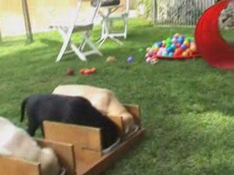 Kaly - Portée A - 27.05.2009