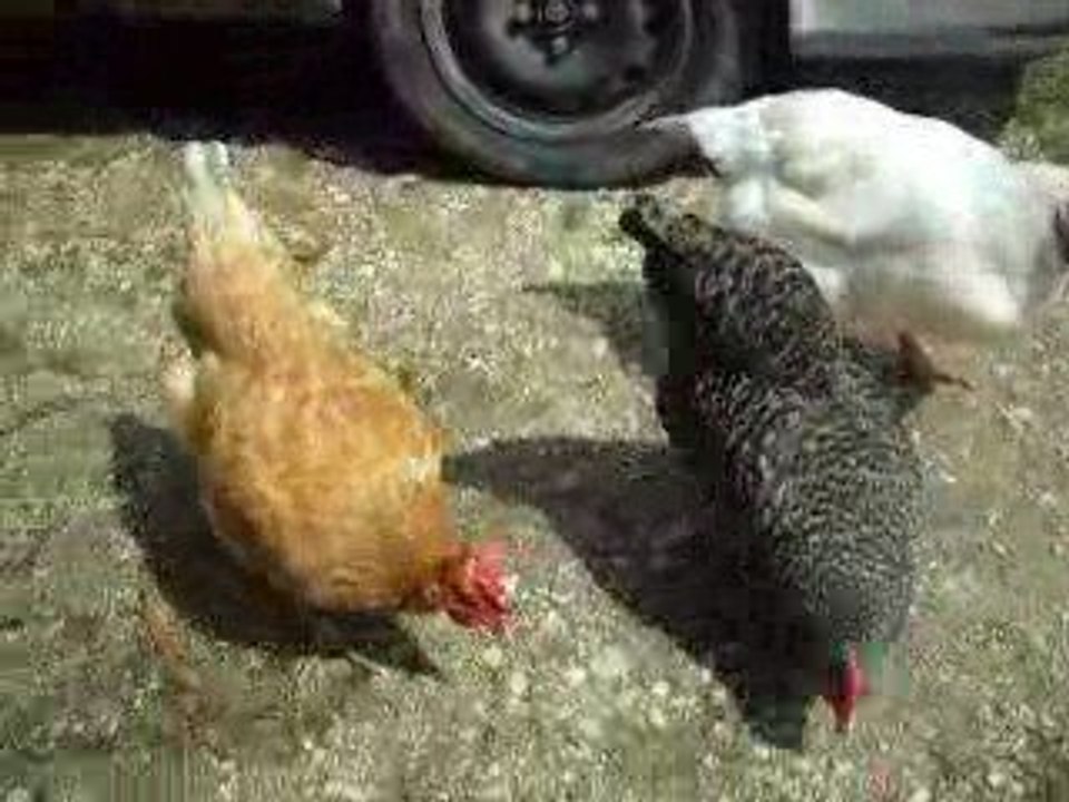 Poule poule poule