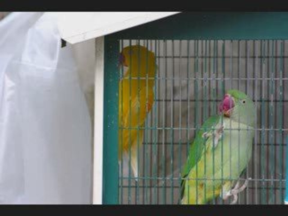 Oiseaux et perroquet
