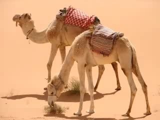 Deserteur du bled, un peu de recule pour mieux avancer.