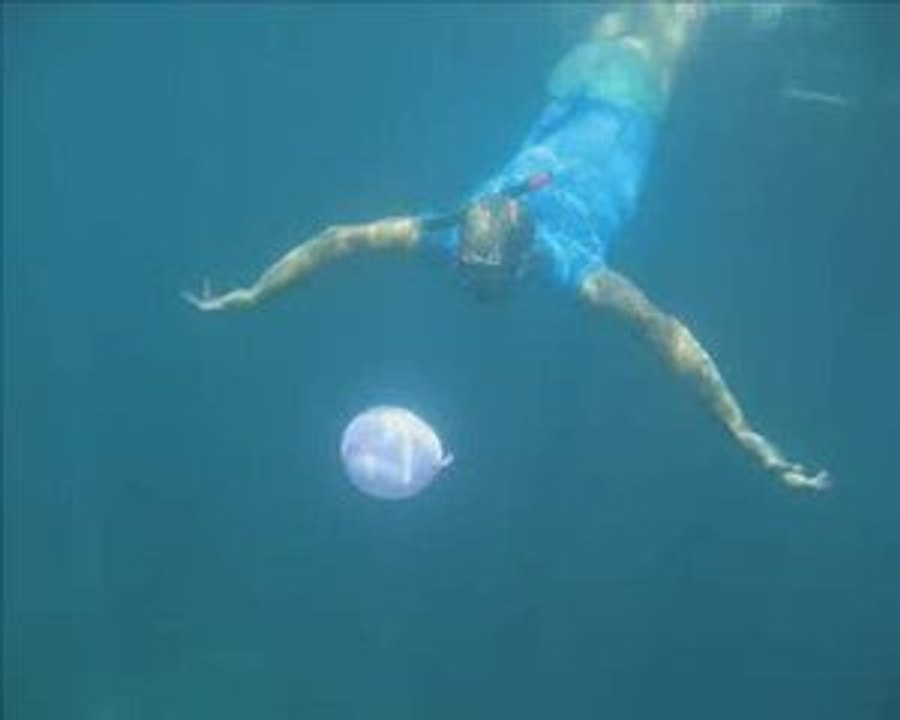 La vie sous l'eau