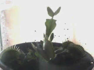 Planta carnivora (Era uma vez uma mosca chamada Larica)