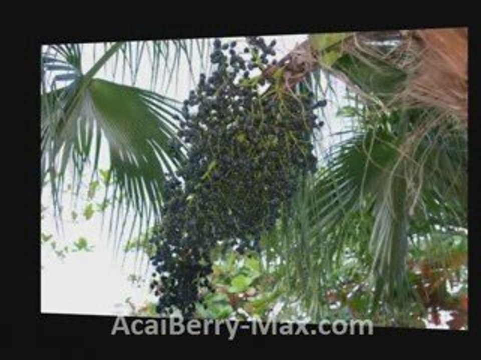 Acai Berry