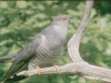 Cuckoo's call becomes rarer in UK