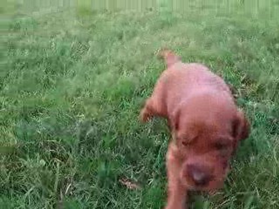 Clip video chiots setterATHENA nés le 23 avril 09 (1)