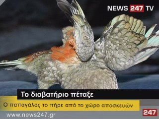 ΔΕΛΤΙΟ ΕΙΔΗΣΕΩΝ NEWS 24|7 29/05/09