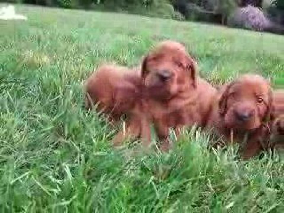 Clip video chiots setterbOUBA nés le 25 avril 09 (4)