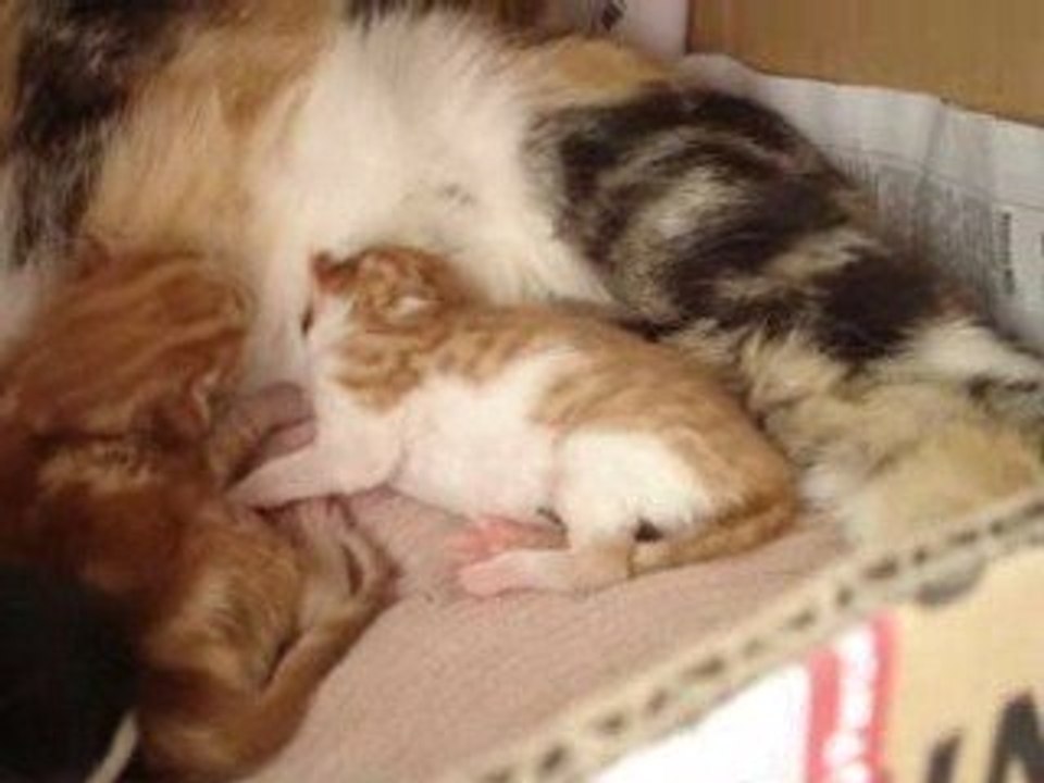 Day after kittys was born