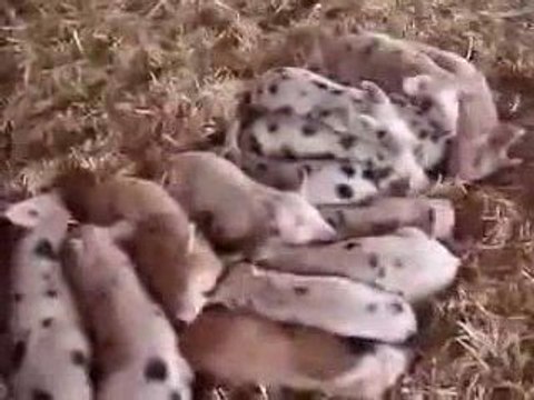 Des porcelets réactifs au bruit / Blog-videos.org