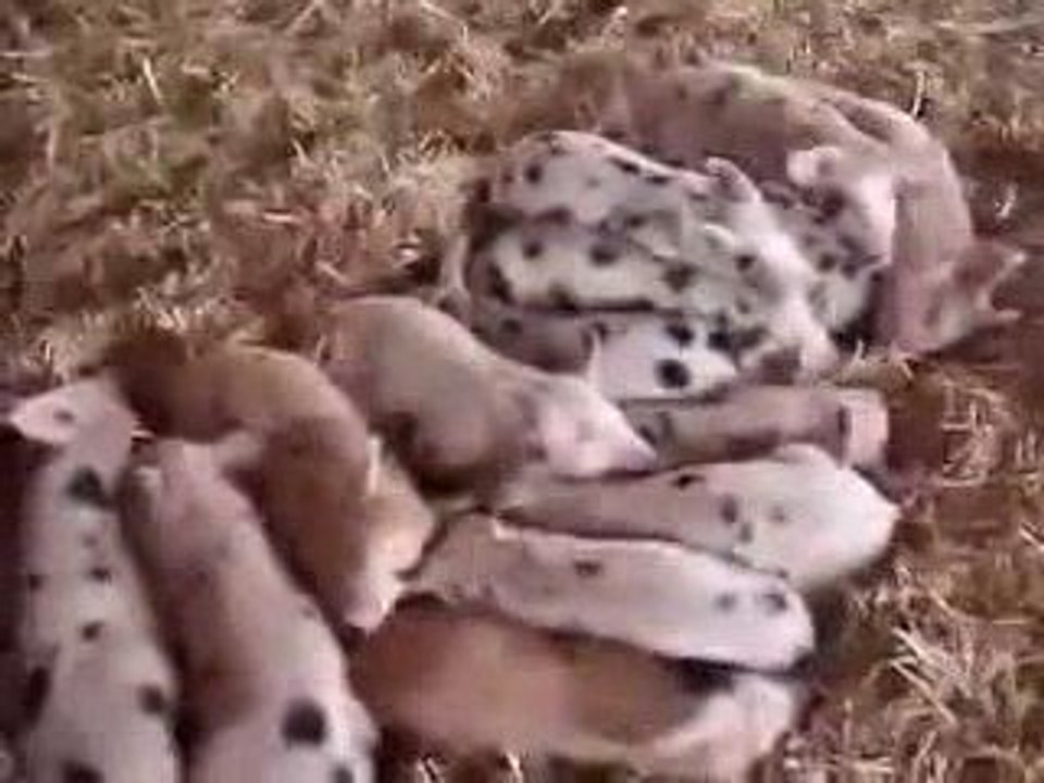 Des porcelets réactifs au bruit / Blog-videos.org